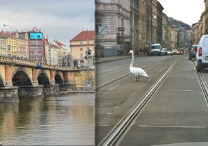 Vystrašená labuť na Palackého mostě brzdila dopravu. Kolemjdoucí se ji snažili zahnat do řeky.