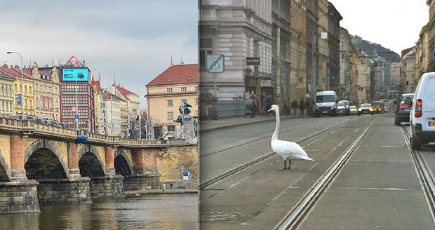 Vyděšená labuť na Palackého mostě: Prožila si trauma s tramvajemi, auty a kolemjdoucími