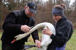 Zvířecí záchranáři Hana a Karel Makoňovi ošetřují zraněnou labuť.