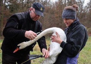 Zvířecí záchranáři Hana a Karel Makoňovi ošetřují zraněnou labuť.
