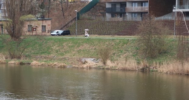 Labuťák proháněl na řece v Plzni rychlostní kánoisty, kteří tady trénovali.