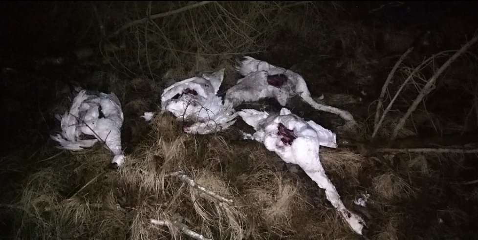 Zvěrstvo ve Varnsdorfu: Někdo vyřízl pěti labutím prsa, opodál byla pohozená i koňská kůže.