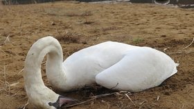 Uhynulé labutě u Boleveckého rybníka v Plzni. Ptáci se přejedli pečiva.