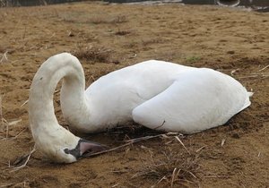 Uhynulé labutě u Boleveckého rybníka v Plzni. Ptáci se přejedli pečiva.