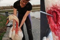 Zubařka zašila labuti roztržený krk: Rozčílila veterináře!