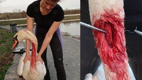 Labuť s poraněným krkem zachránila zubařka Hana Makoňová.
