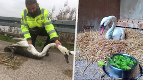 Smutný příběh ze záchranné stanice Pasíčka: Odchycená labuť po dvou dnech zemřela