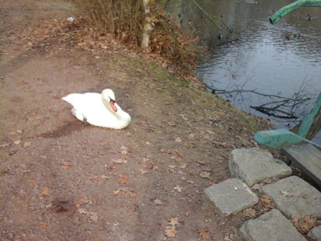 Na první pohled bylo zřejmé, že labuti není dobře.