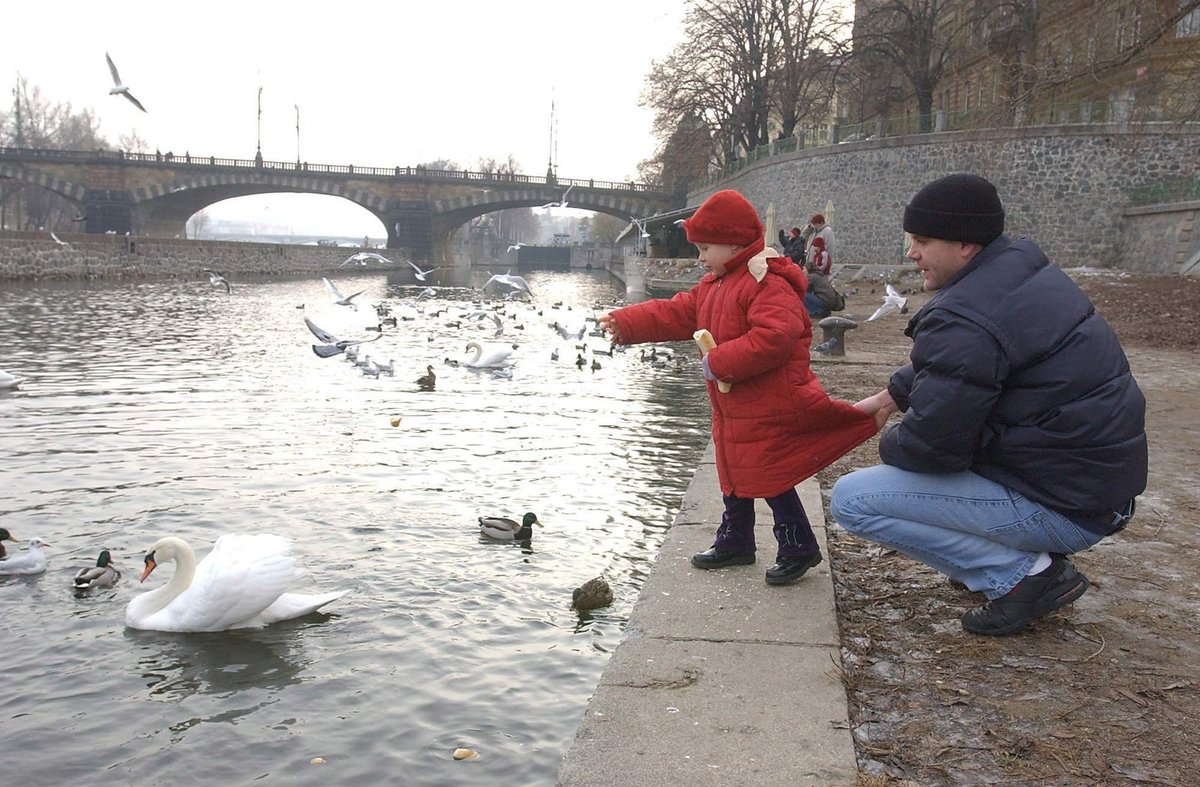 Přikrmujte tak, abyste byli spokojení vy i labutě.