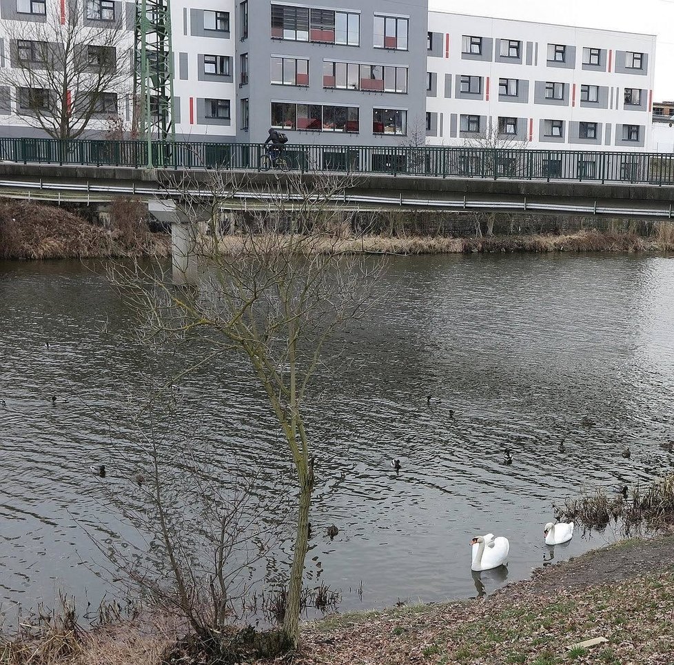 Labuťák, který útočí na vodáky, se vrátil do Plzně i s novou partnerkou.