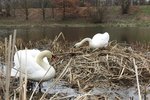 Labuťák, který útočí na vodáky, se vrátil do Plzně i s novou partnerkou.