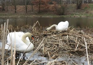 Labuťák, který útočí na vodáky, se vrátil do Plzně i s novou partnerkou.