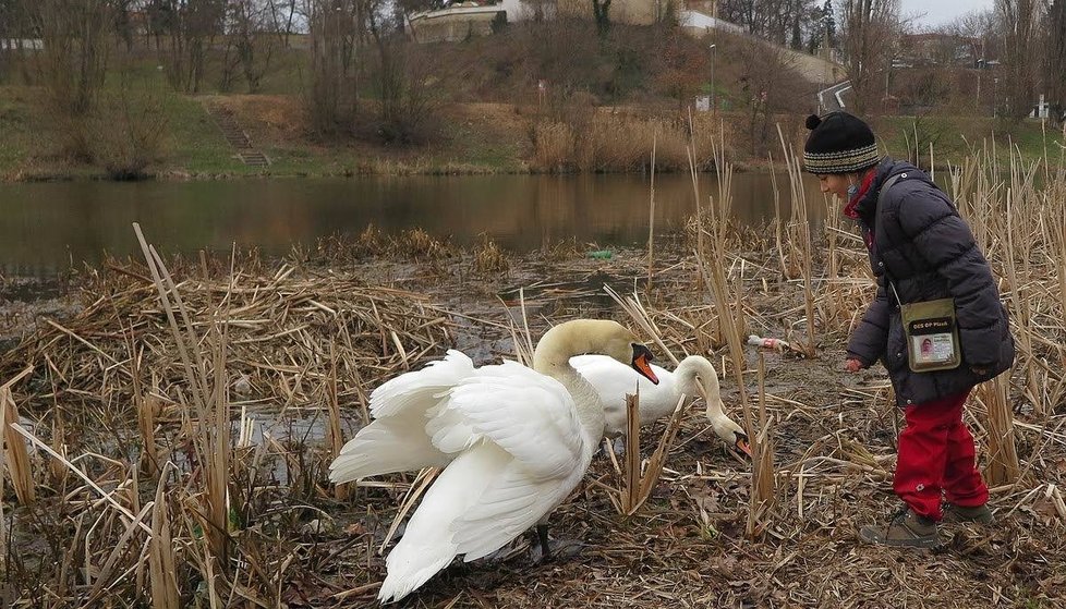 Labuťák, který útočí na vodáky, se vrátil do Plzně i s novou labutí partnerkou.