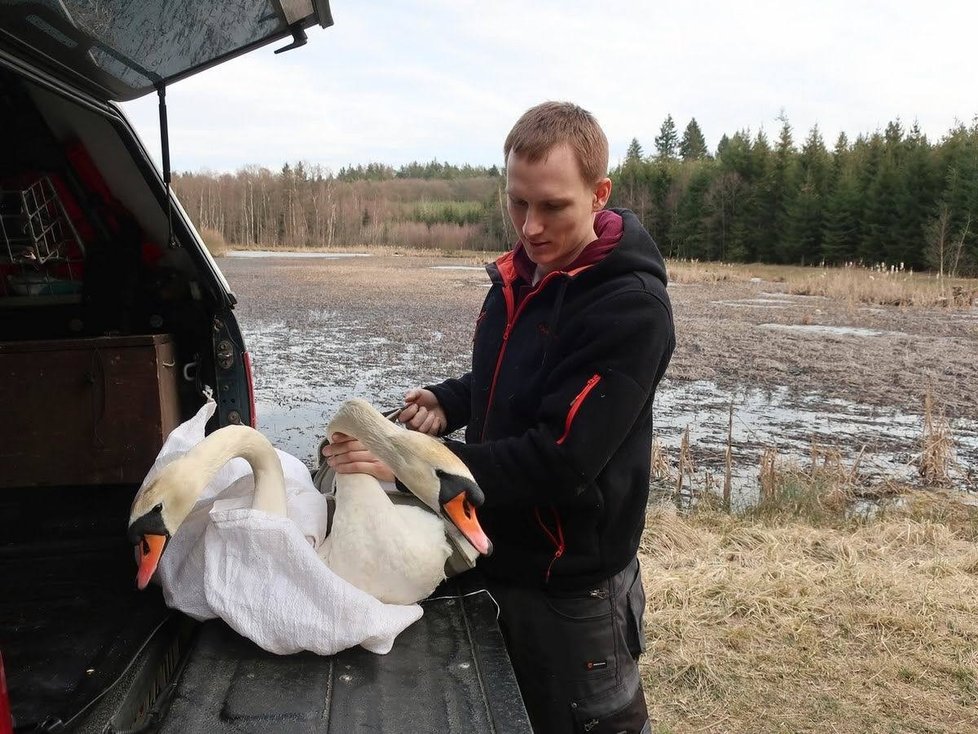 Útočného labuťáka v roce 2019 převezli ochránci z Plzně na Rokycansko.