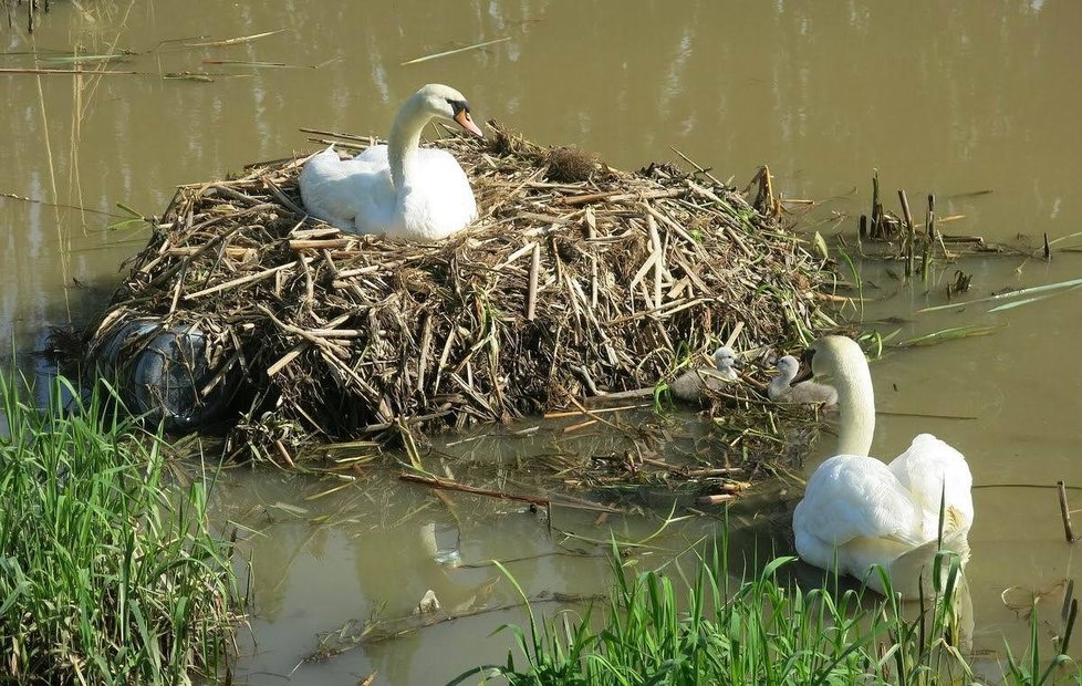 Původní labutí pár vyvedl v roce 2017 v Plzni mladé.