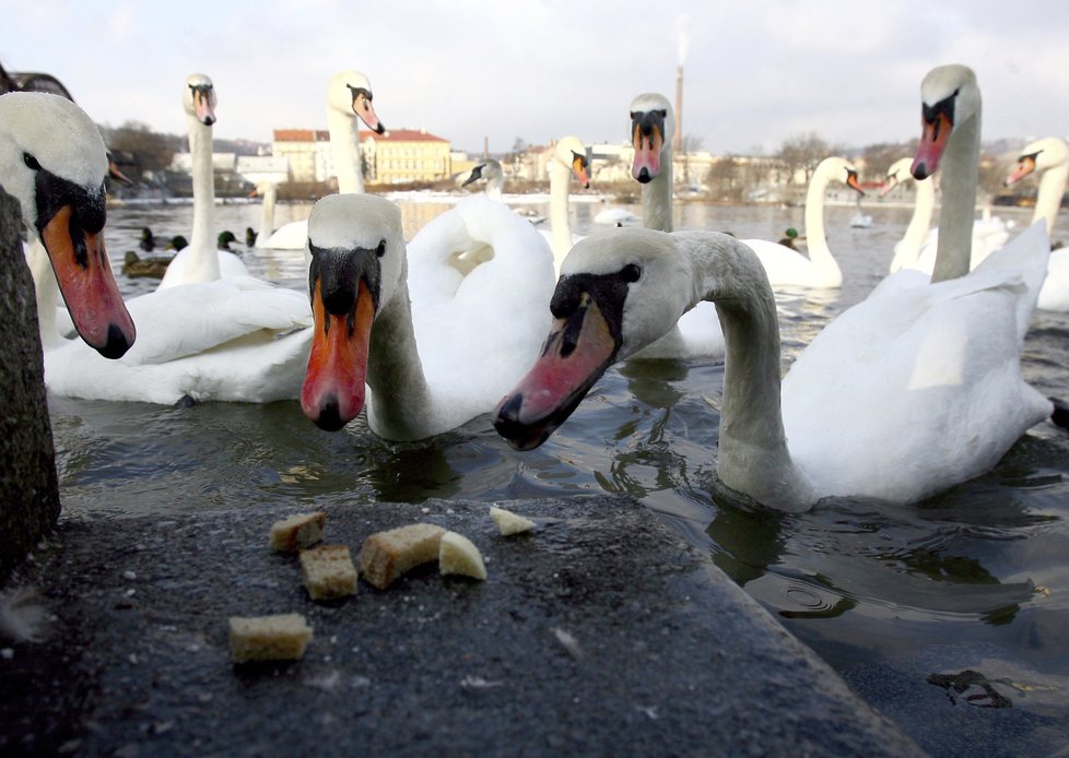 Krmit labutě není na stojatých vodách příliš zodpovědné. Ptáci potřebují odletět na tekoucí vody, nebo jim hrozí zamrznutí.