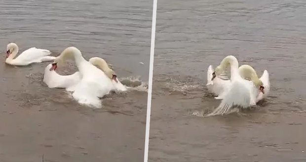 Labutí tanec na Labi: Stáňa natočila drsný souboj o samičku!