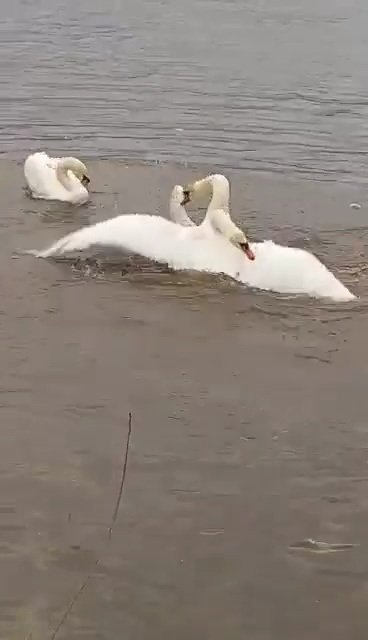 Drsný souboj o labutí samičku na řece Labe v Litoměřicích