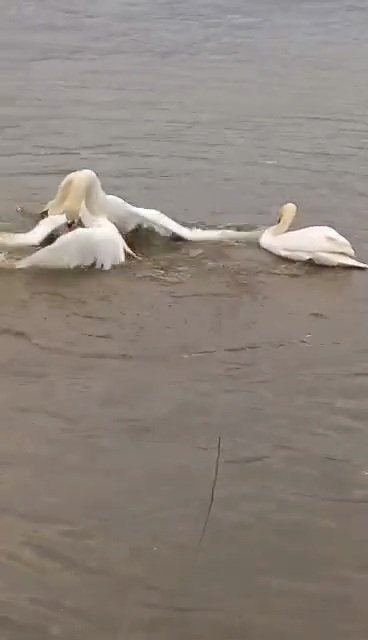 Drsný souboj o labutí samičku na řece Labe v Litoměřicích