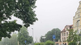 Labutí rodinka v Děčíně