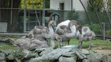 Hledá se oplocený rybníček: Plzeňští ochránci shánějí azyl pro osiřelá labuťata 
