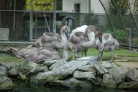 Hledá se oplocený rybníček: Plzeňští ochránci shánějí azyl pro osiřelá labuťata