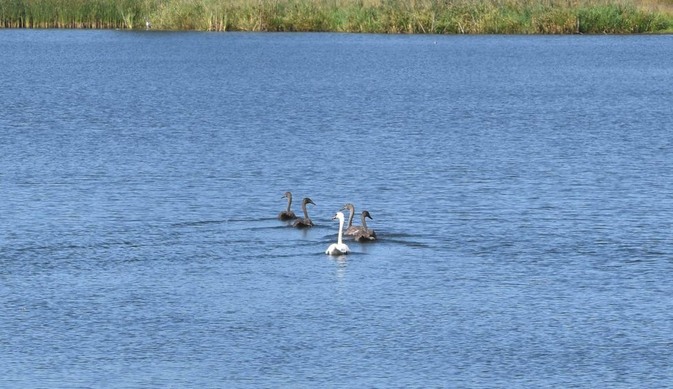 K máďatům se na rybníce ve Smrkovci na chvíli přidala začátkem září cizí dospělá labuť. Pak sice odlétla, labuťata ale prospívají dobře, za chvíli přepeří a vzlétnou.