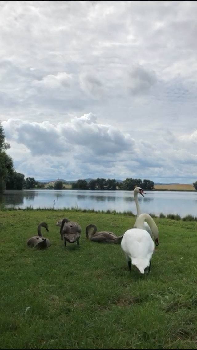 Labutí pár s mláďaty na rybníku ve Smrkovci