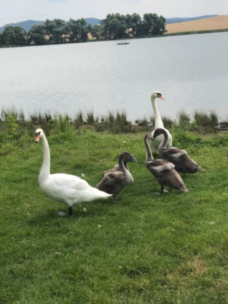 Labutí pár s mláďaty na rybníku ve Smrkovci. Lovec začátkem září rodiče zastřelil.