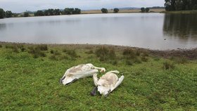 Lidi na Klatovsku pobouřil lovec: Při odstřelu kachen „sejmul“ pár labutí