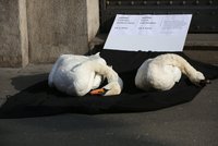 „Hanba,“ zuří lidé: Pocta prezidentovi zabila labutě, leží u čínského prahu