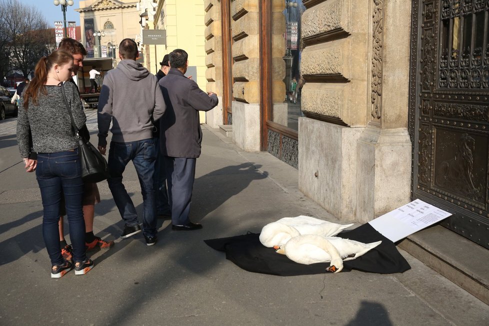 „Hanba vašemu ohňostroji,“ napsali k mrtvým labutím.