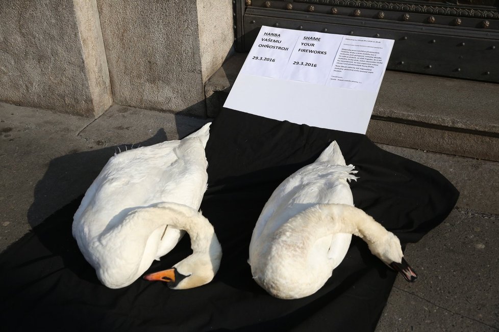 „Hanba vašemu ohňostroji“ napsali k mrtvým labutím