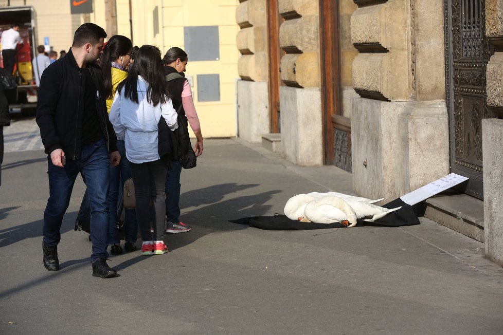 „Hanba vašemu ohňostroji,“ napsali k mrtvým labutím.