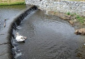 Hasiči zachraňovali labutě. Mláďata spadla pod přepad rybníka a nemohla zpět.