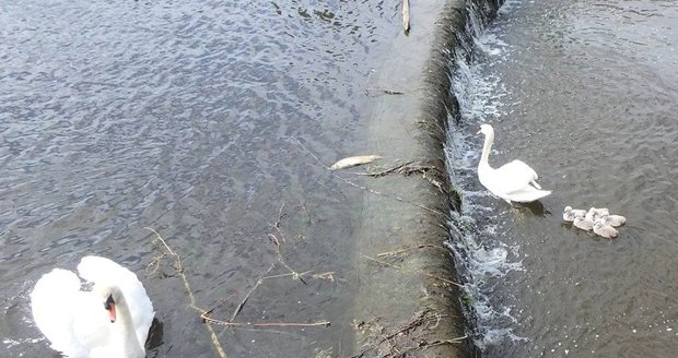 Hasiči zachraňovali labutě. Mláďata spadla pod přepad rybníka a nemohla zpět.