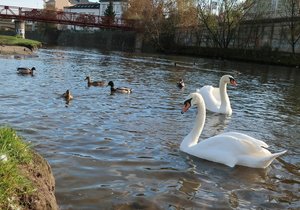 Legendární labutí samec Trenér s partnerkou na Mži u Lochotínské lávky v Plzni.