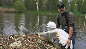 Zvířecí záchranáři v Plzni podložili labutím hnízdo barely, neohrozí ho velká voda.