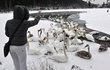 V Plzni labutě »plavou« na ledě, Bolevecký rybník zamrzl.