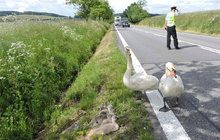 Záchrana zvířecí rodinky: Labutě kličkovaly mezi auty!