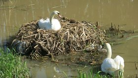 Labutí rodinka na Radbuze byla oblíbenou atrakcí. Nyní záchranáři zjistili, že labutí pár přišel o všechna svá mláďata. Na vině jsou možná hlučné ohňostroje, které ptáky vyděsily.