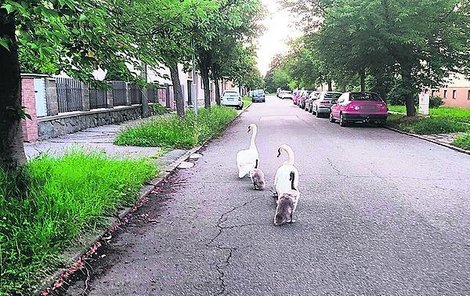 Labutí rodinka na své nedělní vycházce do ulice, kterou si oblíbila k pravidelným výletům.