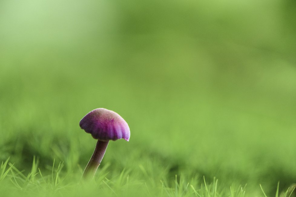 Lakovka ametystová - drobná houba, která dosahuje jen pár centimetrů.