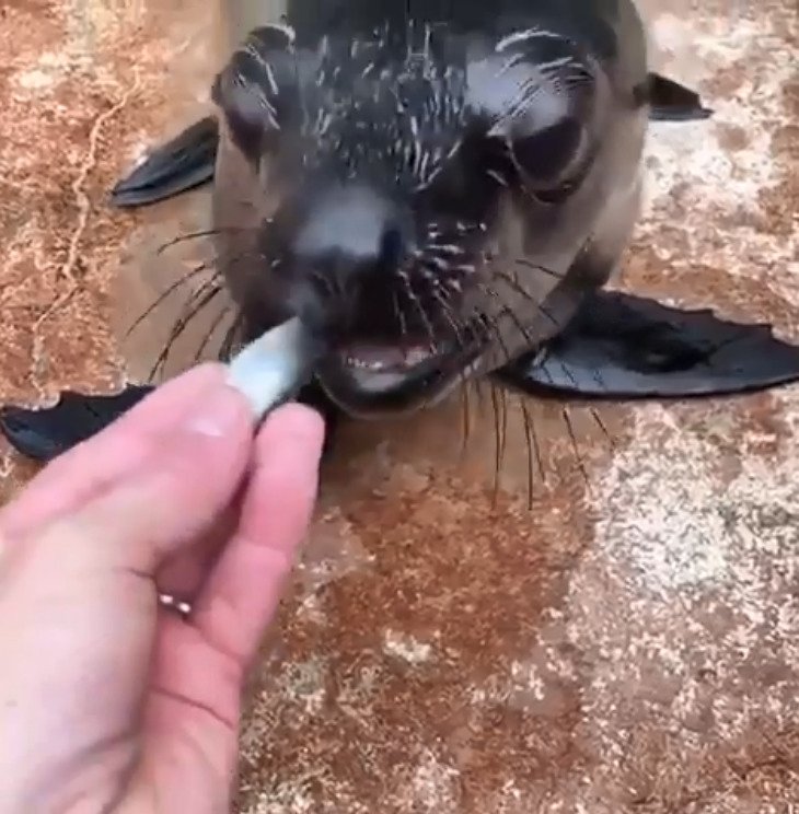 Lachtánek Eda z pražské zoo.