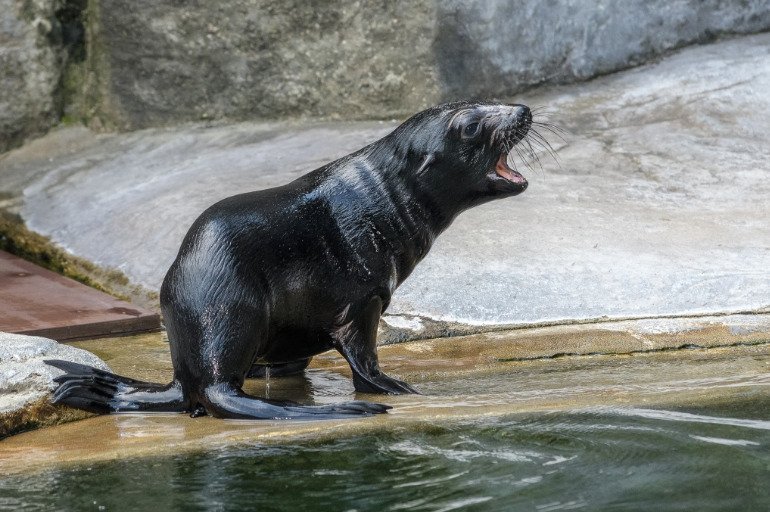 Lachtánek Eda z pražské zoo.