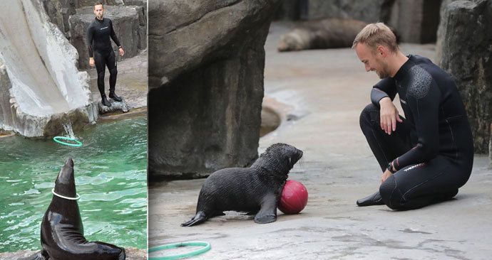 S obecenstvem v Zoo Praha se rozloučil lachtan Mamut, představil se jeho mladší bráška.