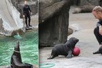 S obecenstvem v Zoo Praha se rozloučil lachtan Mamut, představil se jeho mladší bráška.