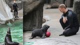 Dojemné loučení s lachtanem Mamutem v Zoo Praha: V bazénu ho nahradí bráška