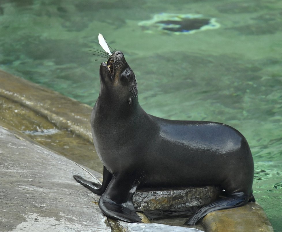 Poslední představení lachtana Mamuta v Zoo Praha