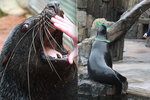 Zoo Praha nabízí především dětem zážitkové setkání se zvířaty. Mezi ně patří i lachtan Meloun, potomek Gastona, který zahynul při povodni.